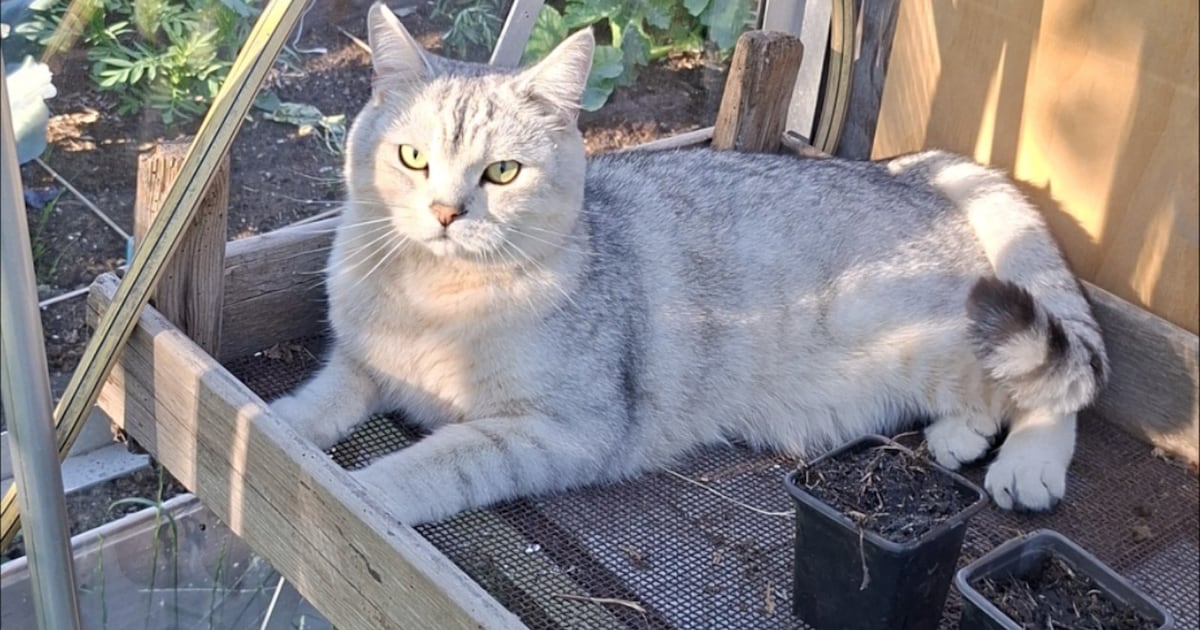 Heb jij Olaf gezien? Dit huisdier wordt in Borsele vermist