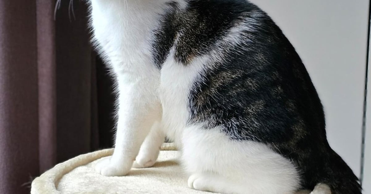 Heb jij Zowie of Dompí gezien? Deze twee huisdieren worden in Veendam vermist