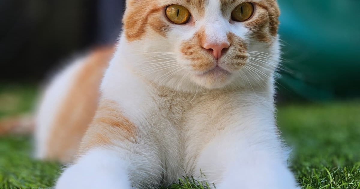 Heb jij Thor gezien? Dit huisdier wordt in Albrandswaard vermist