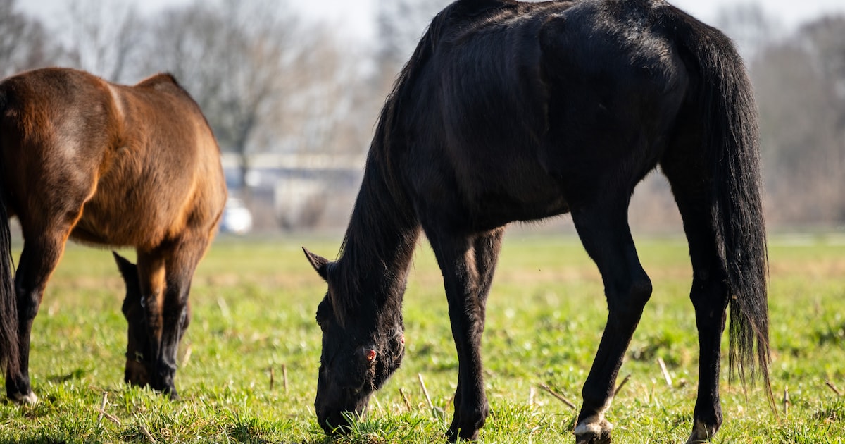 Drive-in Paarden Disco in Someren