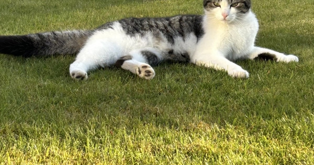 Heb jij Rocky, Pip of Mowgli gezien? Deze drie huisdieren worden in Oldambt vermist