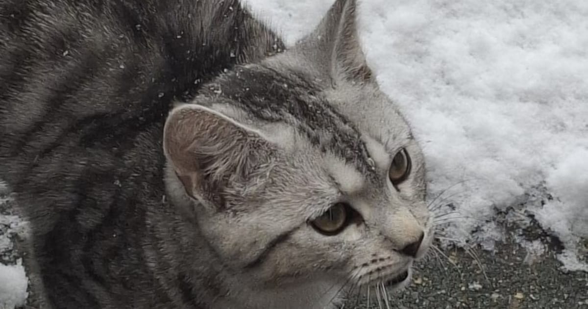 Heb jij Miya gezien? Dit huisdier wordt in Helmond vermist