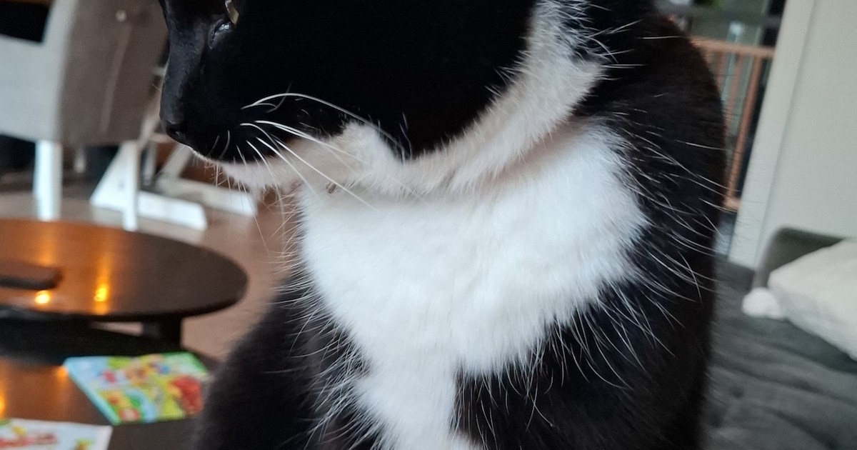 Heb jij Nora gezien? Dit huisdier wordt in Drechterland vermist