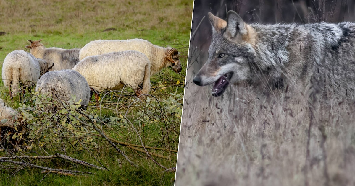 Lokkooi met levende schapen om wolf te vangen, Faunabescherming eist ingrijpen