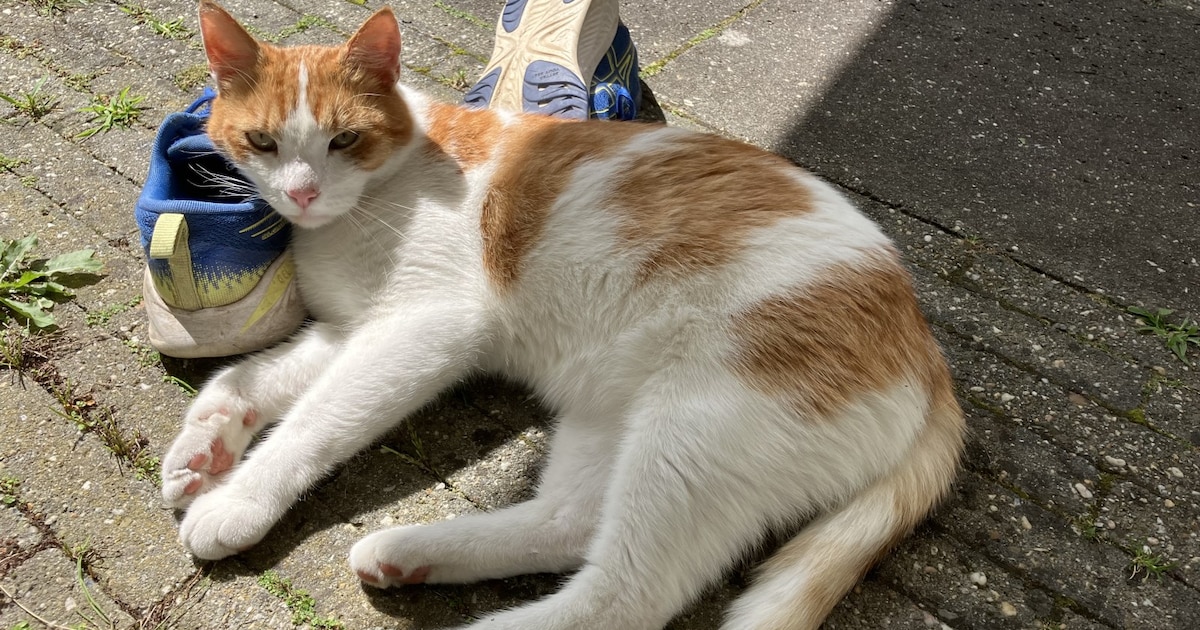 Heb jij Zazou of Appie gezien? Deze twee huisdieren worden in Leusden vermist