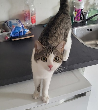 Heb jij Sandy, Pjoeksi of Donder gezien? Deze zes huisdieren worden in Zwolle vermist