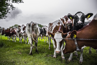 Rekenmeesters: Jettens stikstofplan helpt natuur, maar veel boeren gaan de rekening niet kunnen betalen