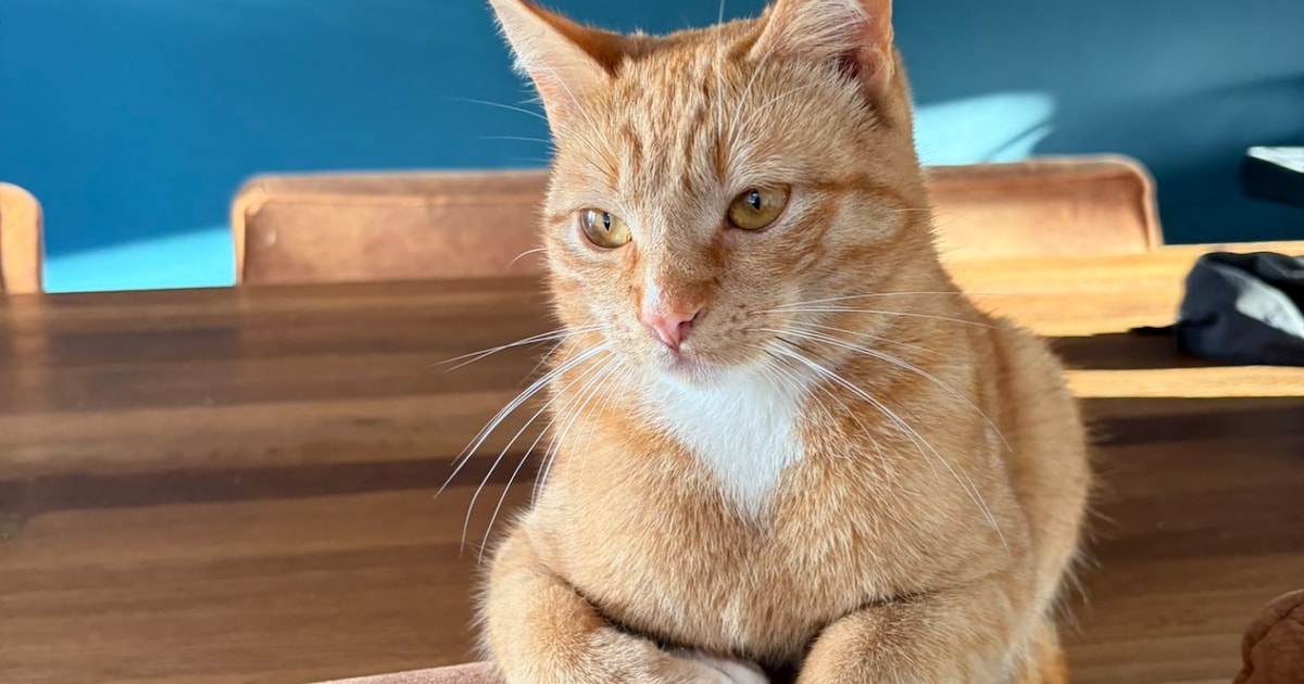 Heb jij Goofy gezien? Dit huisdier wordt in Lisse vermist