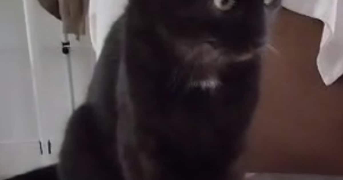 Heb jij Ivy of Eros gezien? Deze twee huisdieren worden in Heerlen vermist