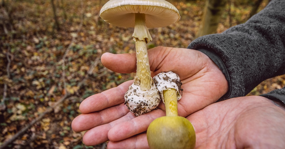 Artsen waarschuwen voor groene knolamaniet na acht opnames in ...