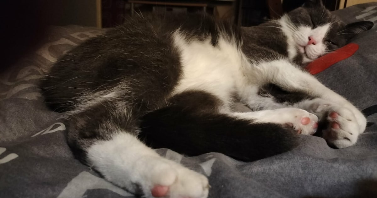 Heb jij Kruimel of Astro gezien? Deze twee huisdieren worden in Landgraaf vermist