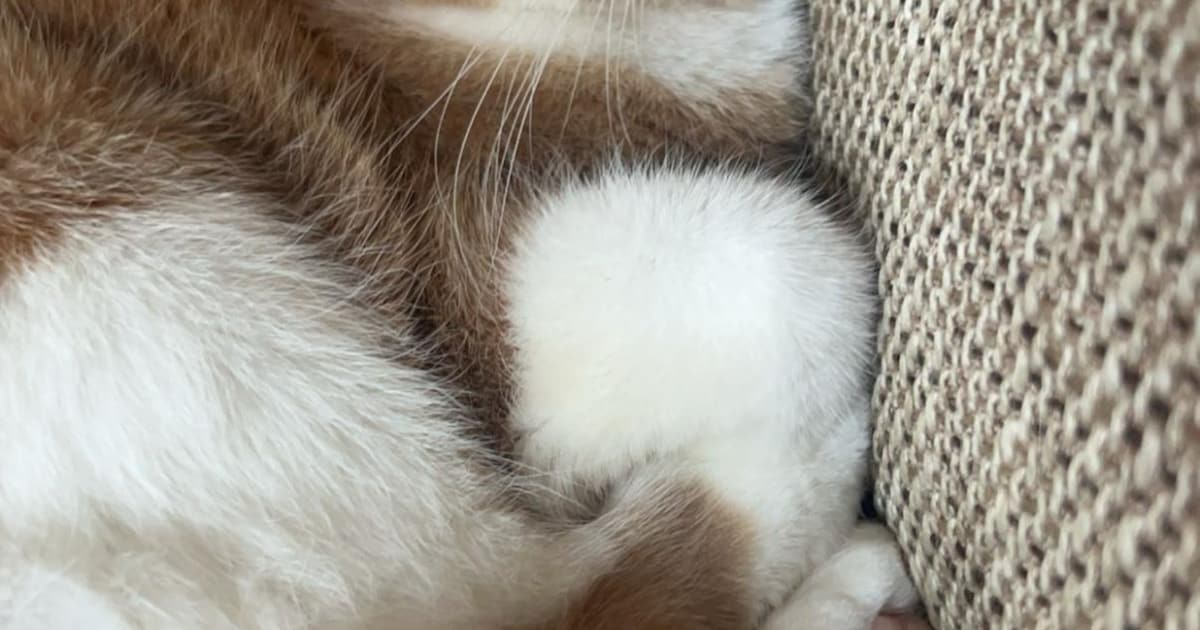 Heb jij Maddy, Takkie of Cho gezien? Deze negen huisdieren worden in Amersfoort vermist