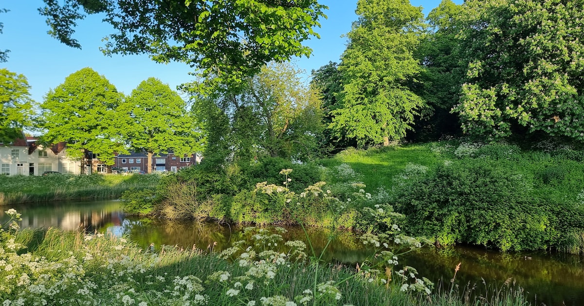 Middelburg de stad met 2700 nieuwe bomen? Enthousiasme en vragen over bomenplan