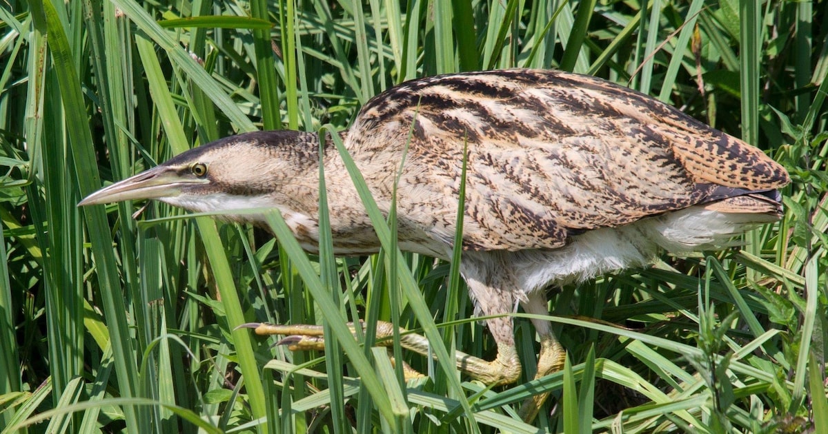 Inloopbijeenkomst schetsontwerp Wolfsbarge-Semslinie in Kropswolde