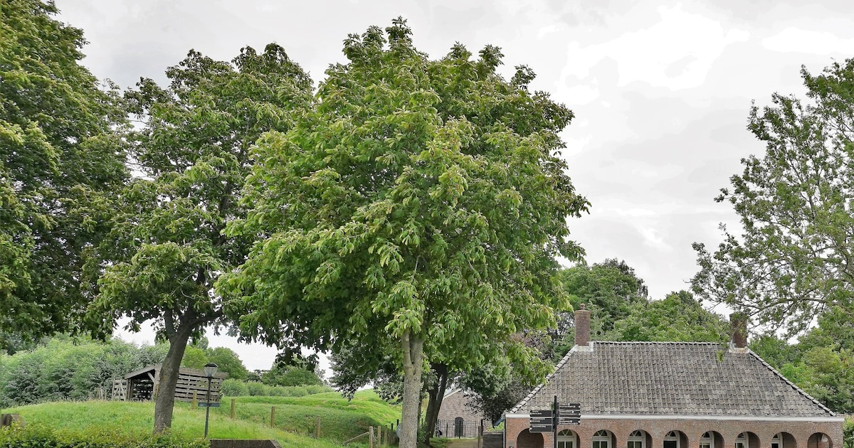Omrijden in de vesting: Brielse Poort sluit voor jaarlijkse controle