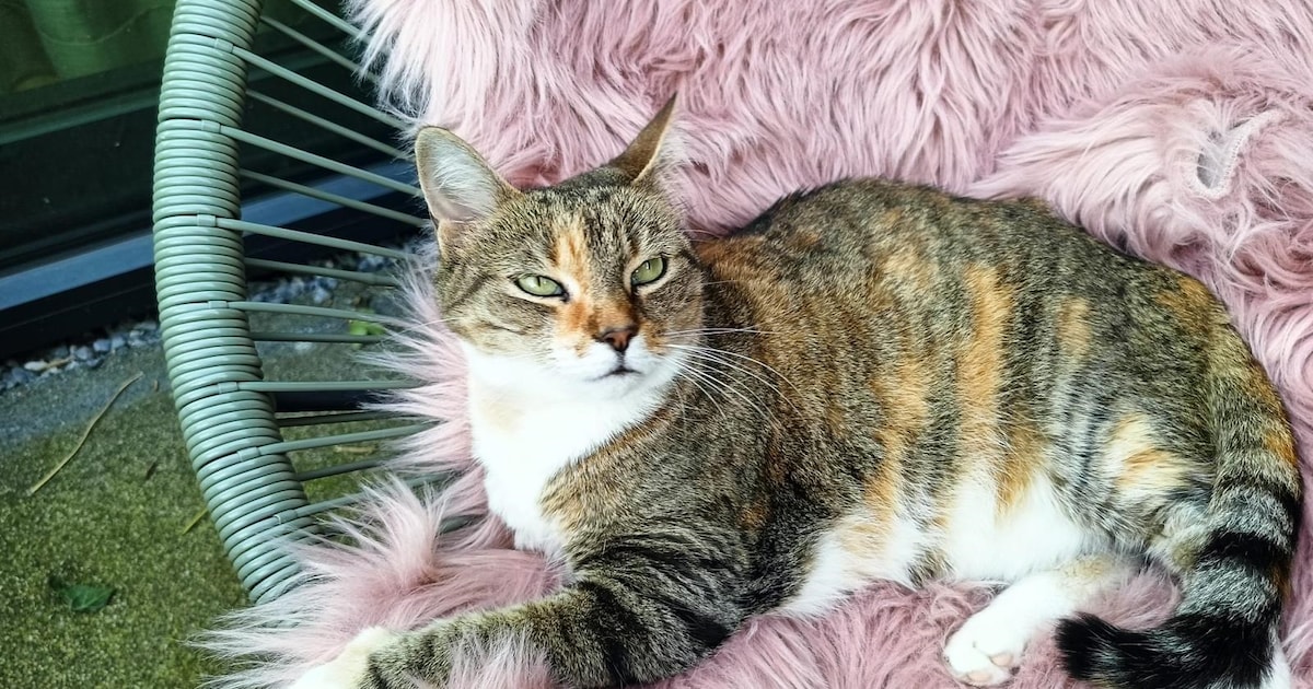 Heb jij Mingo of Akkie gezien? Deze twee huisdieren worden in Vught vermist