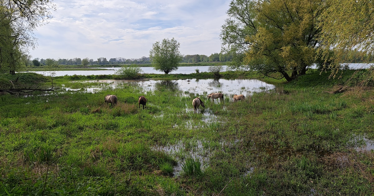 IVN houdt natuurexcursie in Millingerwaard