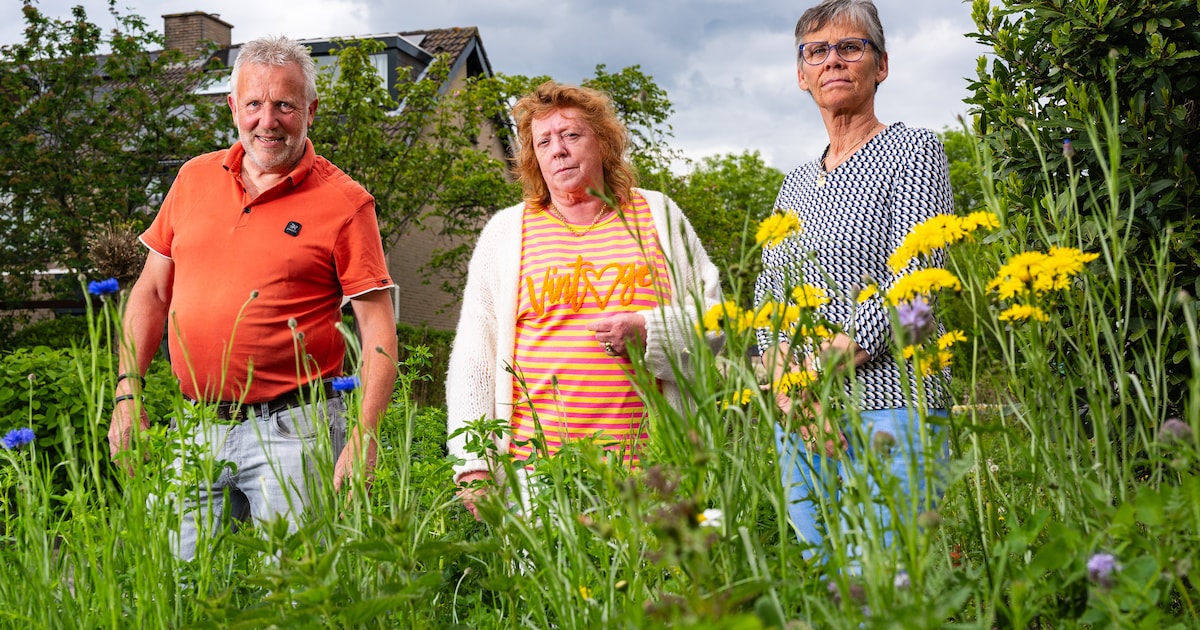 Irma (65) stoort zich aan ‘onkruidjungle’ in haar straat: ‘Het lijkt wel of we in een armoedewijk wo