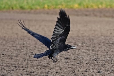 Presentatie over raaf in Woerden: ontdek de mysteries van deze bijzondere vogel