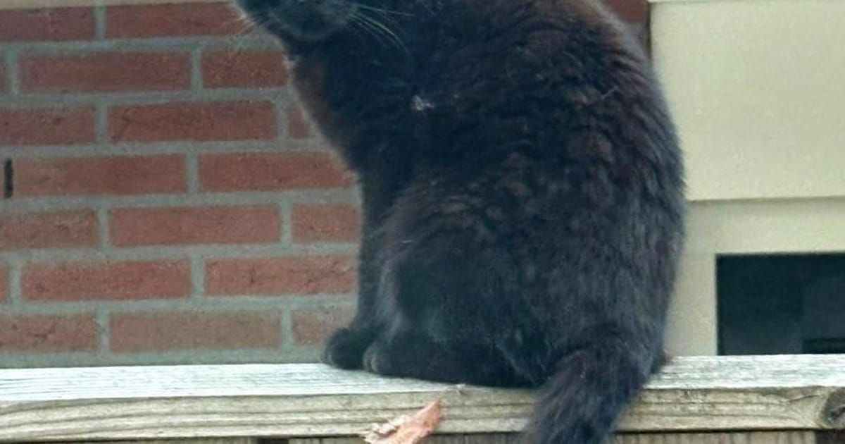 Heb jij Minnie gezien? Dit huisdier wordt in Hollands Kroon vermist