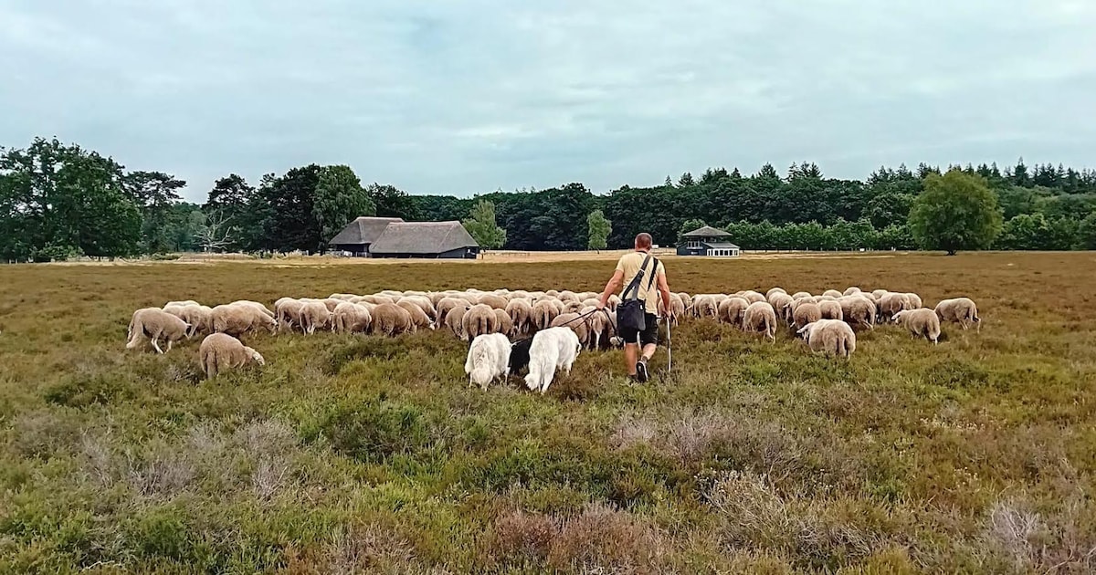 Ontmoet de herder en zijn schaapskudde bij schaapskooi tussen Heerde en Epe