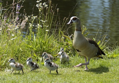 Gerard Compiet geeft lezing over water- en moerasvogels in Asten