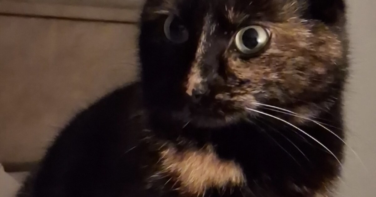 Heb jij Rani gezien? Dit huisdier wordt in Landgraaf vermist