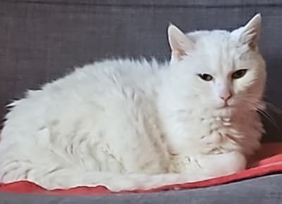 Heb jij Vito, Gizmo of Noes gezien? Deze zes huisdieren worden in Zwolle vermist