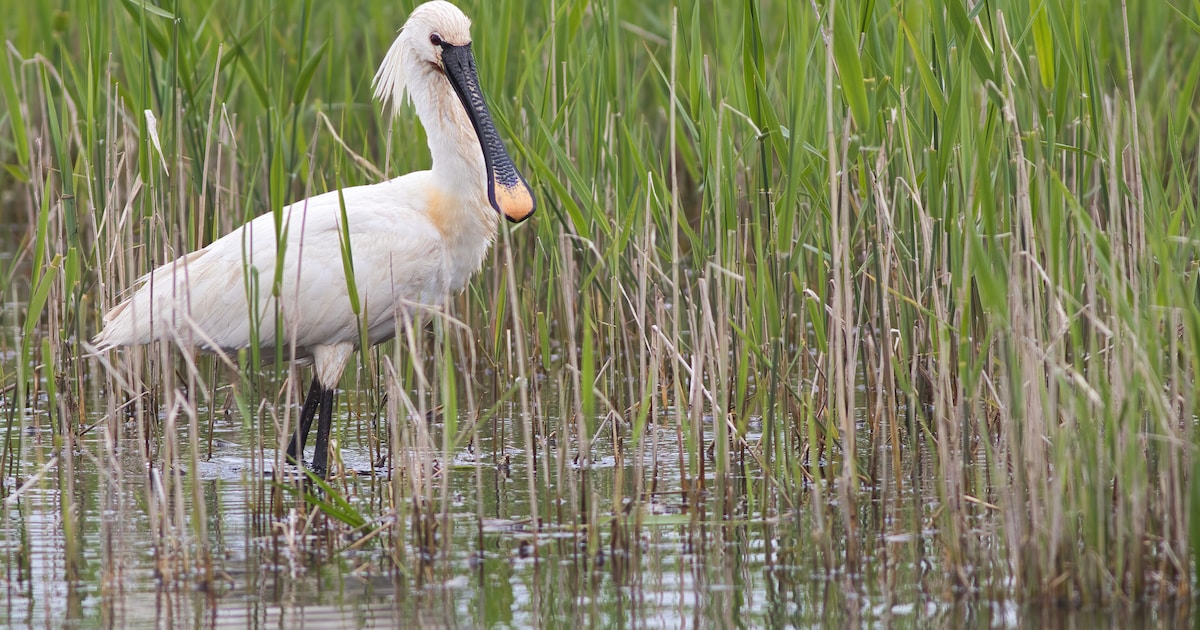 Lepelaar knutselen in Natuurcentrum De Marel op Texel