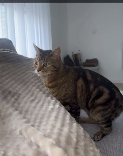 Heb jij Nala gezien? Dit huisdier wordt in Tiel vermist