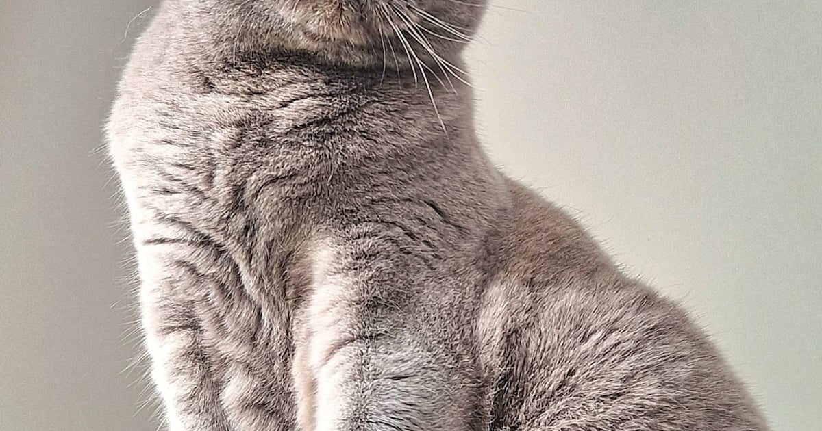 Heb jij Lulu gezien? Dit huisdier wordt in Midden-Drenthe vermist