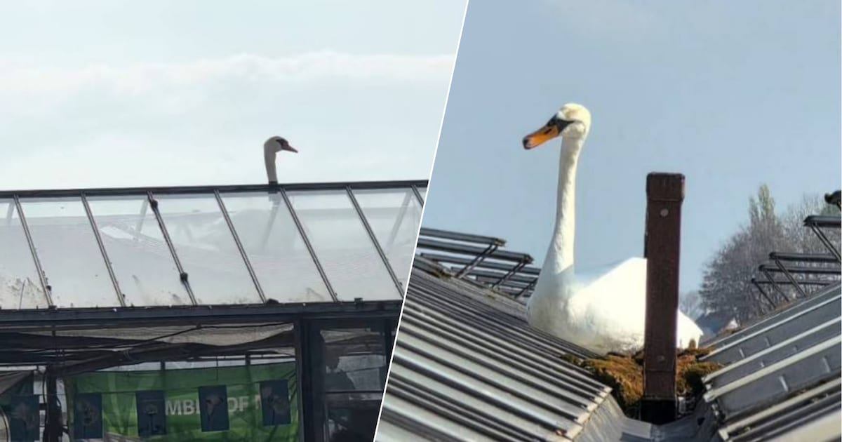 Zwaan zit vast op dak van kassencomplex, brandweer moet uitrukken voor reddingsoperatie