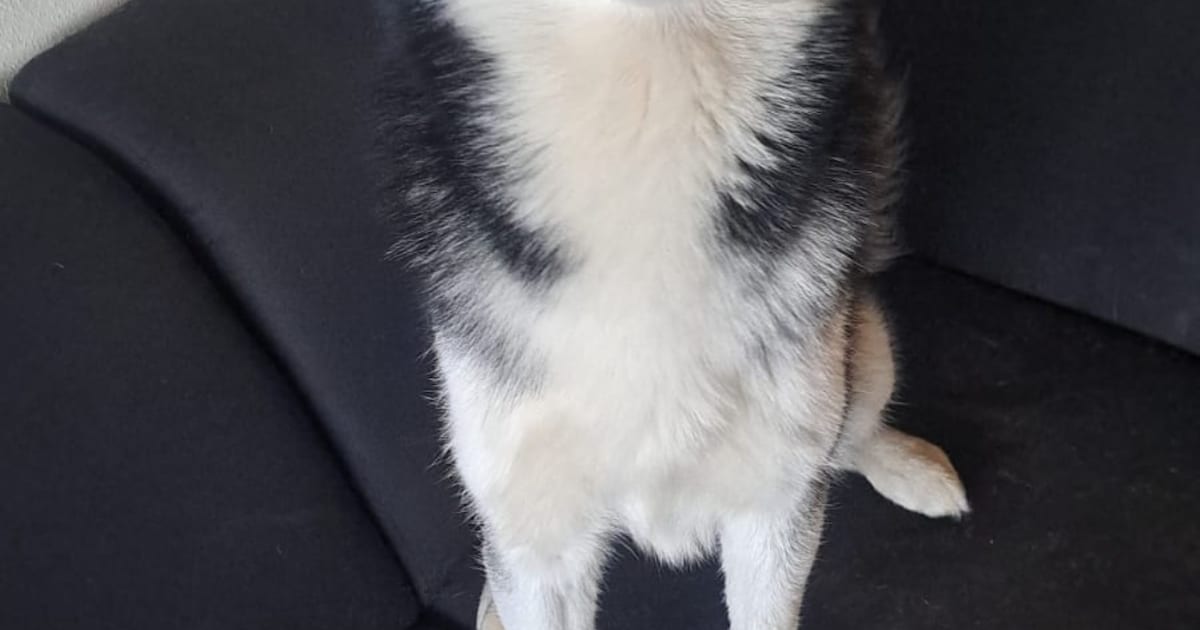 Heb jij Togo gezien? Dit huisdier wordt in Arnhem vermist