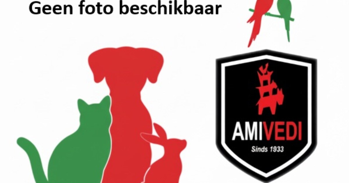 Heb jij Mango gezien? Dit huisdier wordt in Hendrik-Ido-Ambacht vermist