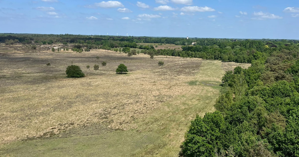 Drie sterren voor stilte: een duik in de geheimen van de Kalmthoutse Heide