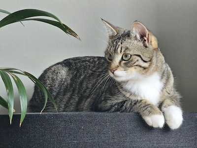 Heb jij Maya of Limo gezien? Deze twee huisdieren worden in Kampen vermist