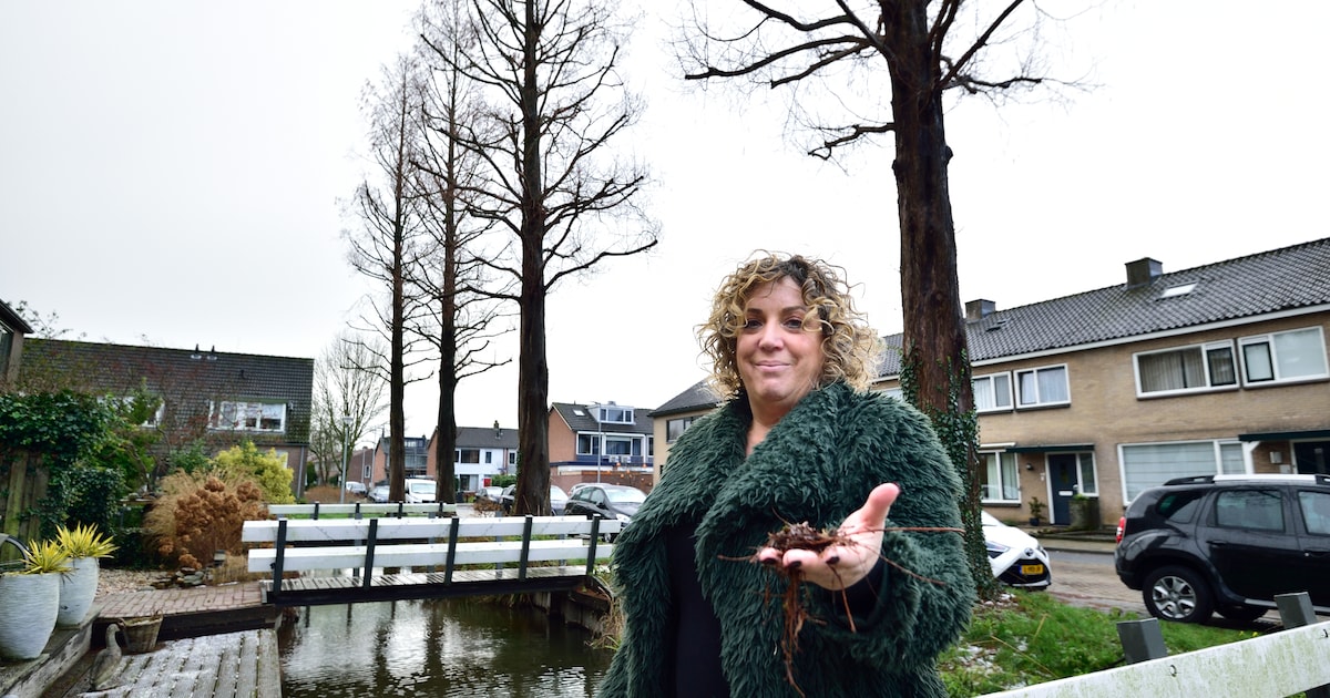 Bewoners van straat zijn klaar met duizenden plakkerige dennennaalden: ‘Komen overal tussendoor’