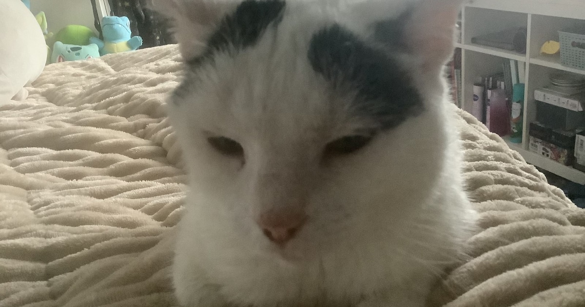 Heb jij Flona, Milou of James gezien? Deze drie huisdieren worden in Middelburg vermist