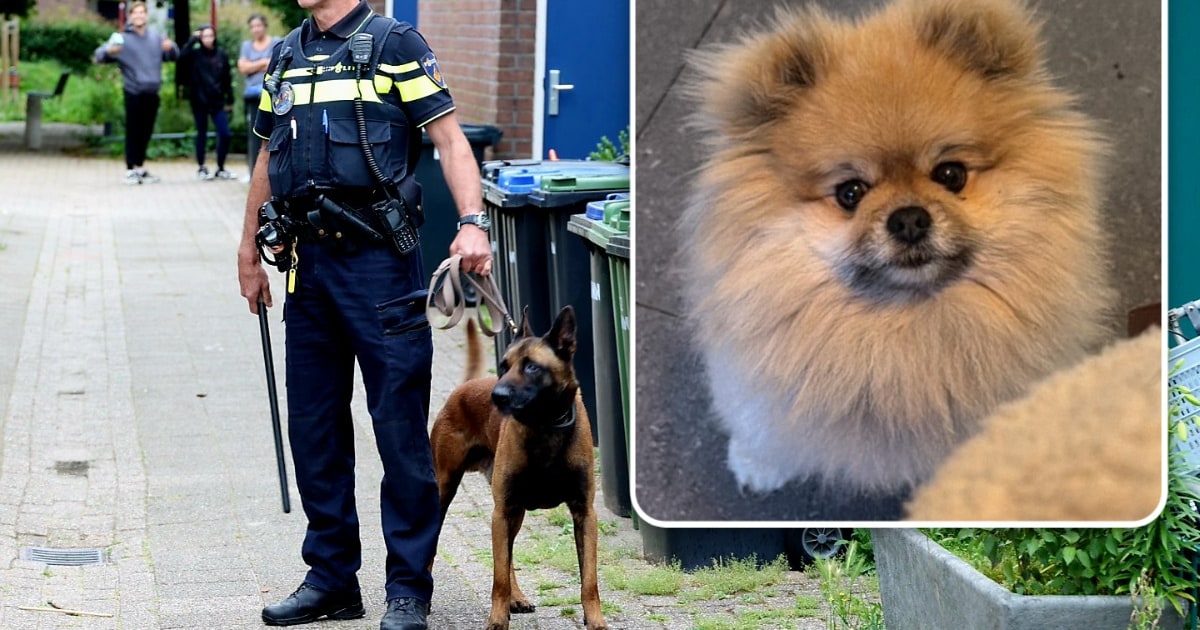 Lezers leven mee nadat hondje Nyssa werd doodgebeten in Nieuwegein