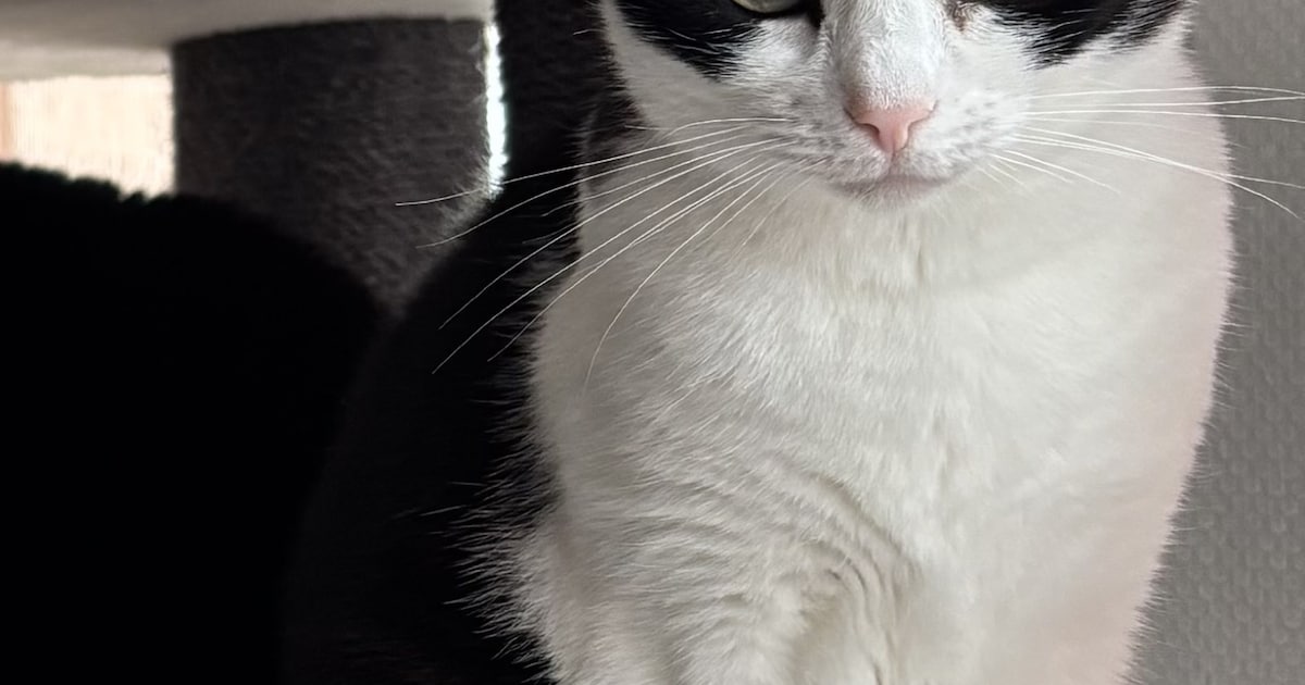 Heb jij Sammie, Vikjo of Sky gezien? Deze drie huisdieren worden in Drechterland vermist