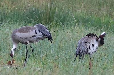 Kraanvogel maakt opmars in Twente: nu ook kuiken gespot in Zuna