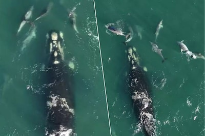 Dolfijnen loodsen verdwaalde walvis na wekenlange strijd terug naar open zee