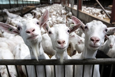 Cabinet wants 500-meter distance between houses and goat farms