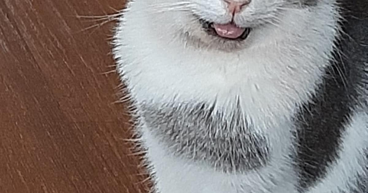 Heb jij Wil of Storm gezien? Deze twee huisdieren worden in Steenwijkerland vermist