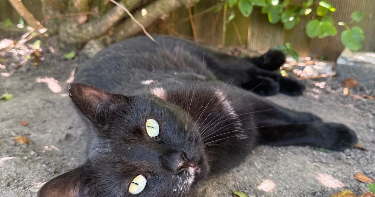 Heb jij Duvel, Pippie of Binky gezien? Deze vijf huisdieren worden in Culemborg vermist