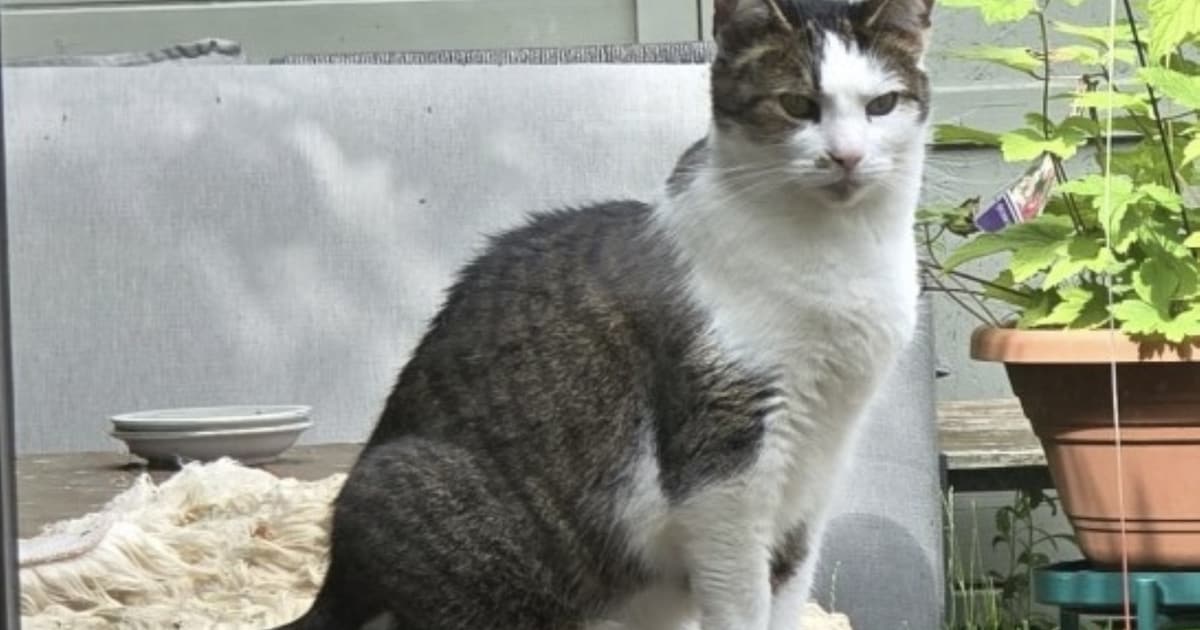 Heb jij Mies gezien? Dit huisdier wordt in Westervoort vermist