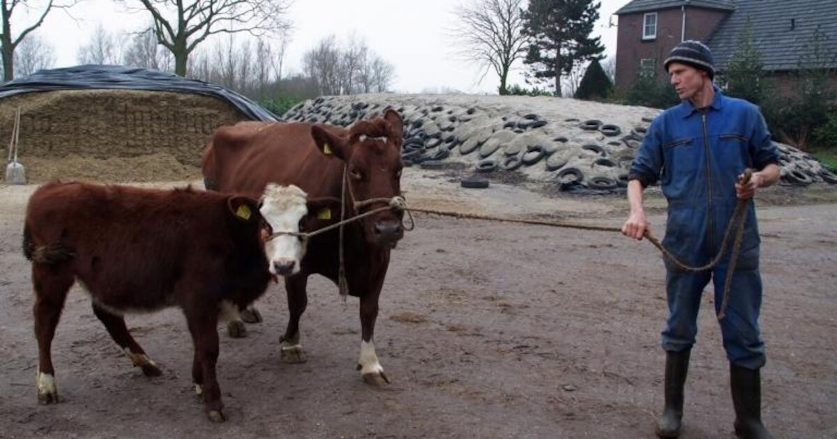Sjefke 535, gouden melkkoe in Persingen