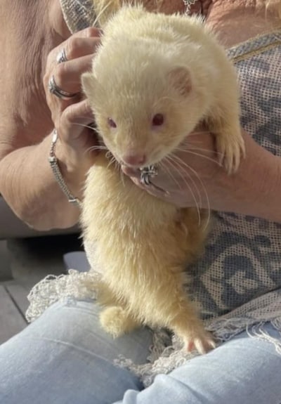 Heb jij Romy, Harri of Boef gezien? Deze 30 huisdieren worden in Rotterdam vermist