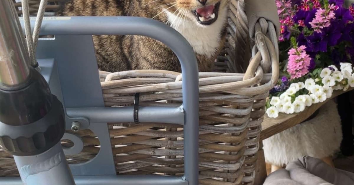 Heb jij Roosje gezien? Dit huisdier wordt in Achtkarspelen vermist