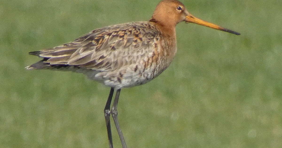 Wandeling: Op zoek naar de grutto